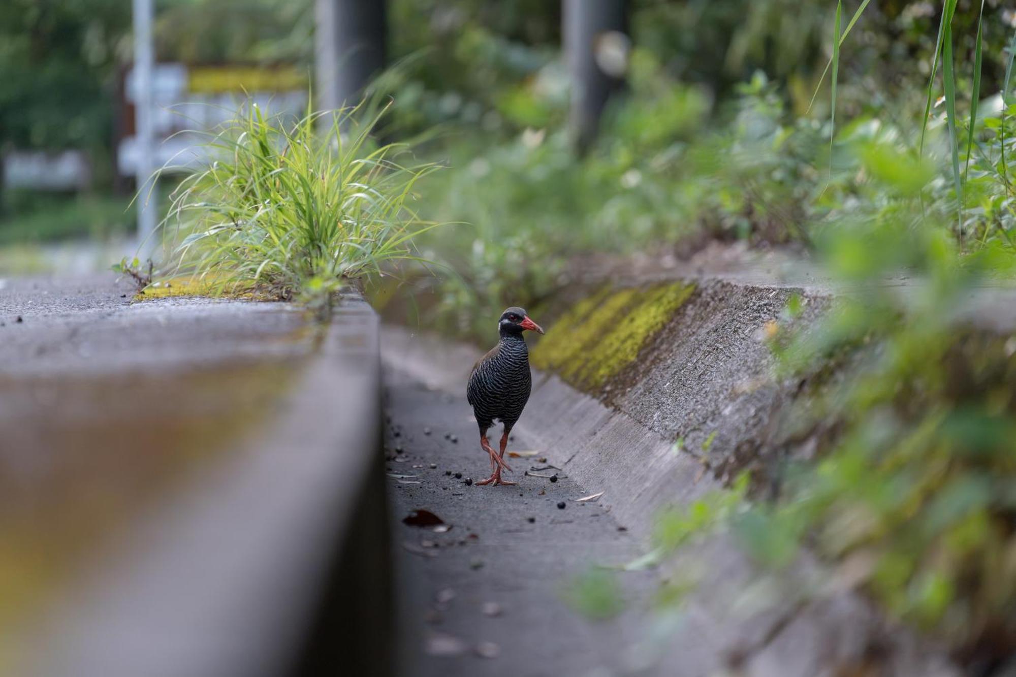 Ada Garden Hotel Okinawa Kunigami Luaran gambar
